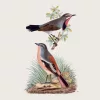 Falinaptár képes lemeznaptár 300x300mm, Birds in Art Realsystem 2027.