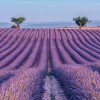 Falinaptár képes lemeznaptár 300x300mm, Provence Realsystem 2027.