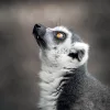 Falinaptár képes lemeznaptár 300x300mm, Endangered Animals Realsystem 2027.