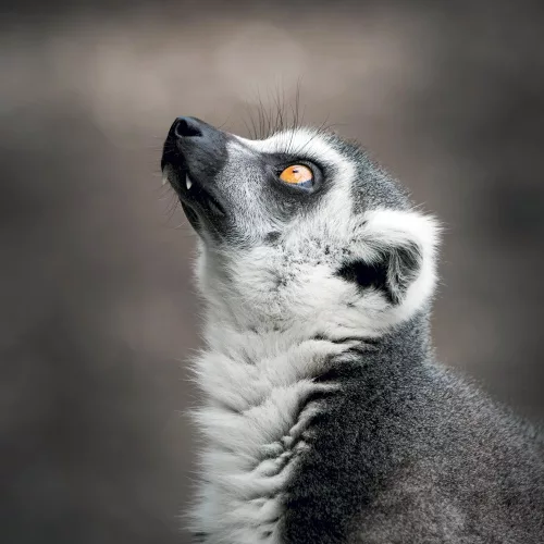 Falinaptár képes lemeznaptár 300x300mm, Endangered Animals Realsystem 2027.