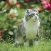 Falinaptár képes lemeznaptár 300x300mm, Cats Realsystem 2027.