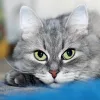 Falinaptár képes lemeznaptár 300x300mm, Cats Realsystem 2027.