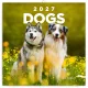 Falinaptár képes lemeznaptár 300x300mm, Dogs Realsystem 2027.