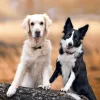 Falinaptár képes lemeznaptár 300x300mm, Dogs Realsystem 2027.