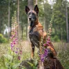Falinaptár képes lemeznaptár 300x300mm, Dogs Realsystem 2027.