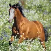 Falinaptár képes lemeznaptár 300x300mm, Horses – Christiane Slawik Realsystem 2027.