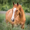 Falinaptár képes lemeznaptár 300x300mm, Horses – Christiane Slawik Realsystem 2027.