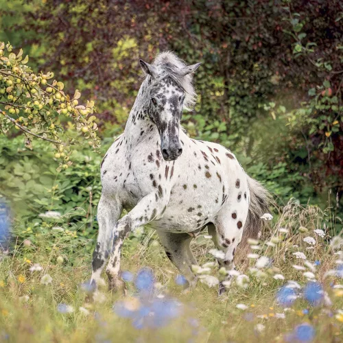 Falinaptár képes lemeznaptár 300x300mm, Horses – Christiane Slawik Realsystem 2027.