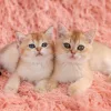 Falinaptár képes lemeznaptár 300x300mm, Kittens Realsystem 2027.