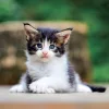Falinaptár képes lemeznaptár 300x300mm, Kittens Realsystem 2027.