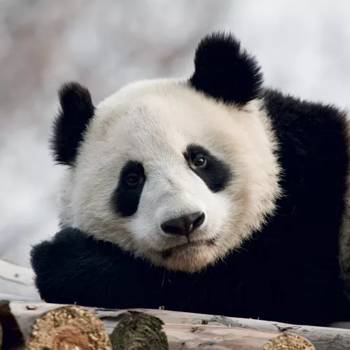 Falinaptár képes lemeznaptár 300x300mm, Pandas Realsystem 2027.