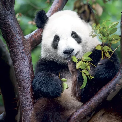 Falinaptár képes lemeznaptár 300x300mm, Pandas Realsystem 2027.