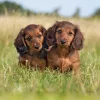 Falinaptár képes lemeznaptár 300x300mm, Puppies Realsystem 2027.