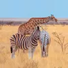 Falinaptár képes lemeznaptár 300x300mm, Wild Animals Realsystem 2027.