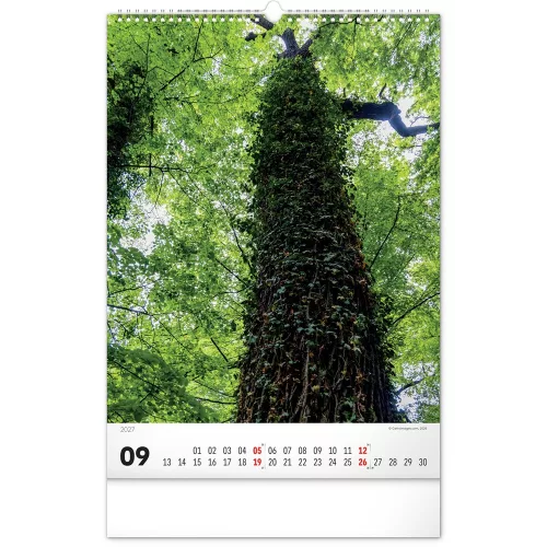 Falinaptár képes  330×460mm Trees  Realsystem 2027.