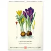 Falinaptár képes  330×460mm Vintage Posters-Herbarium Realsystem 2027.