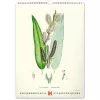 Falinaptár képes  330×460mm Vintage Posters-Herbarium Realsystem 2027.