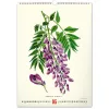 Falinaptár képes  330×460mm Vintage Posters-Herbarium Realsystem 2027.