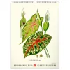Falinaptár képes  330×460mm Vintage Posters-Herbarium Realsystem 2027.