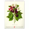 Falinaptár képes  330×460mm Vintage Posters-Herbarium Realsystem 2027.