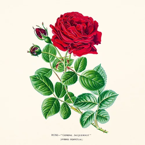 Falinaptár képes lemeznaptár 300x300mm, Herbarium Realsystem 2027.