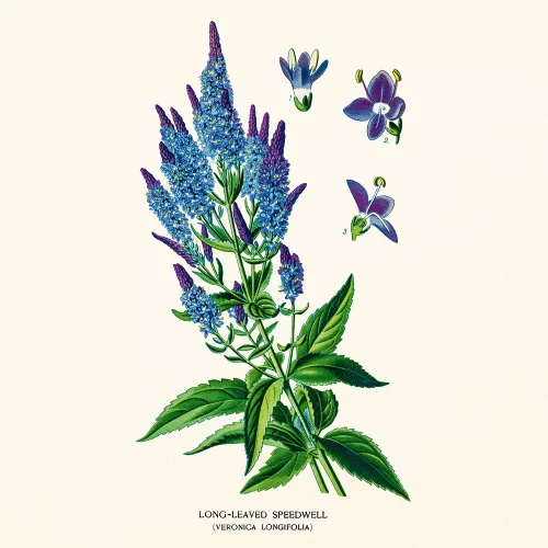 Falinaptár képes lemeznaptár 300x300mm, Herbarium Realsystem 2027.