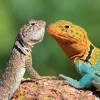 Falinaptár képes lemeznaptár 300x300mm, Lizards Realsystem 2027.