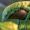 Falinaptár képes lemeznaptár 300x300mm, Lizards Realsystem 2027.