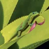 Falinaptár képes lemeznaptár 300x300mm, Lizards Realsystem 2027.