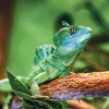 Falinaptár képes lemeznaptár 300x300mm, Lizards Realsystem 2027.